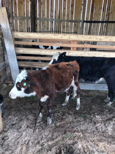 Terneiros Braford x aberdeean