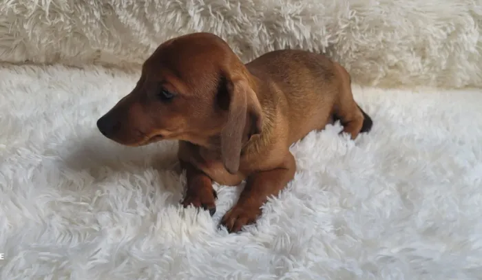 Dachshund Basset Macho 