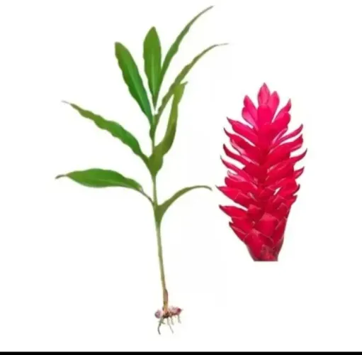 alpinia purpurata