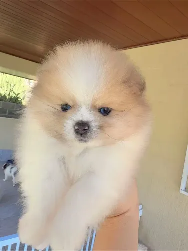 Lulu da Pomerania 