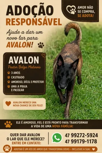 Doação responsável pastor Belga Malinois