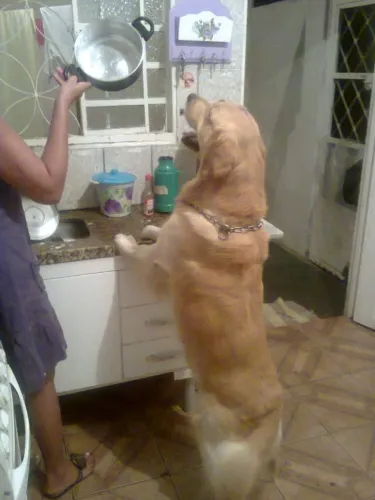 Filhotes de Golden Retriever pais no local