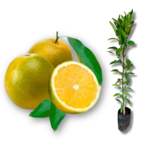 Laranja Pera Rio 