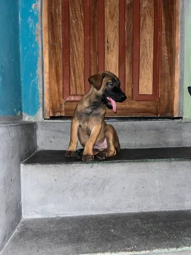 Filhotes de pastor belga malinois