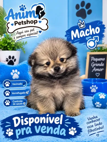 Sphiz alemao macho