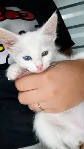 Gatinhas pra adoção 