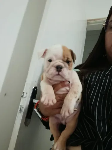 Filhote Buldogue ingles