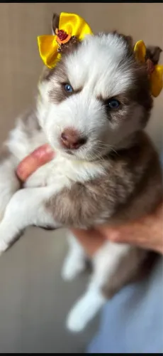 Husky siberiano fêmea