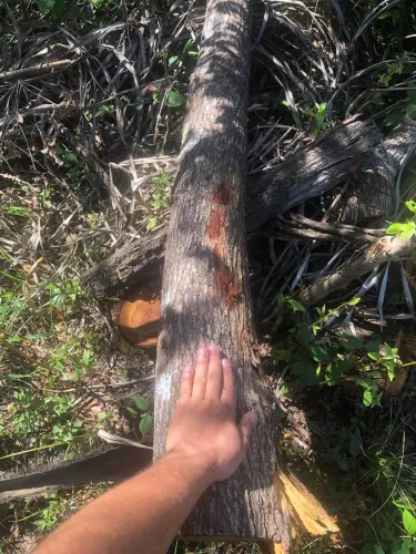 Vende-se Mourão de chapada em Altos