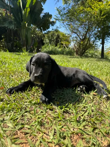 Cane Corso