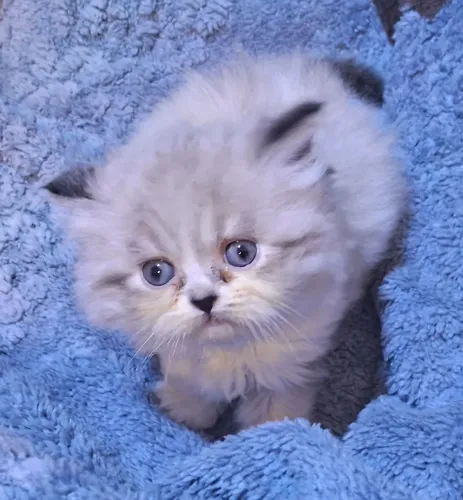 Gato persa filhote lindo e carinhoso