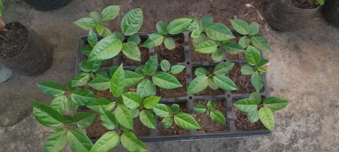 20 mudinhas de maracujá azedo