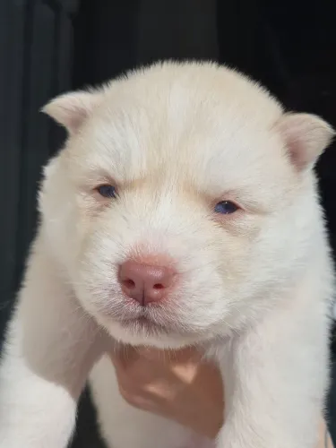 Filhotinhos husky wooly