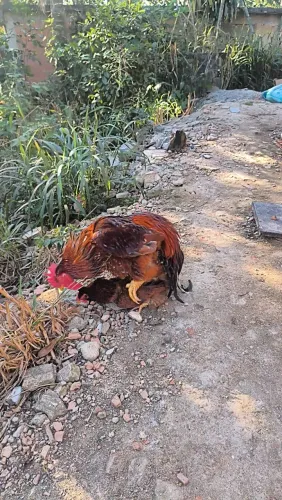 Ovos de GSB com caipira melhorado