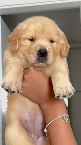 Filhotes de Golden Retriever Alto padrão 