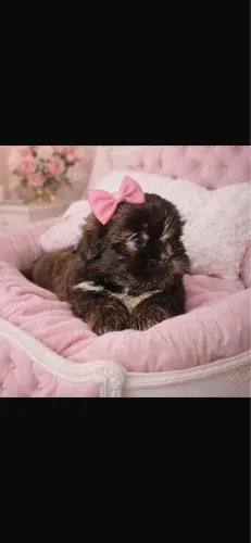 Shih-tzu raríssimo com 52 dias vacinada e vermifugada