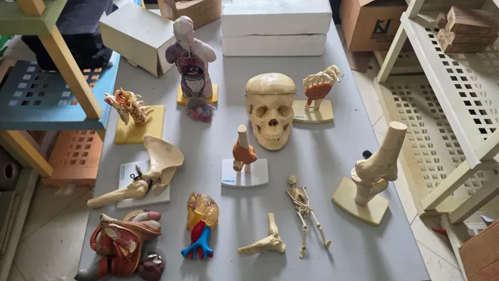 Modelos anatômicos 