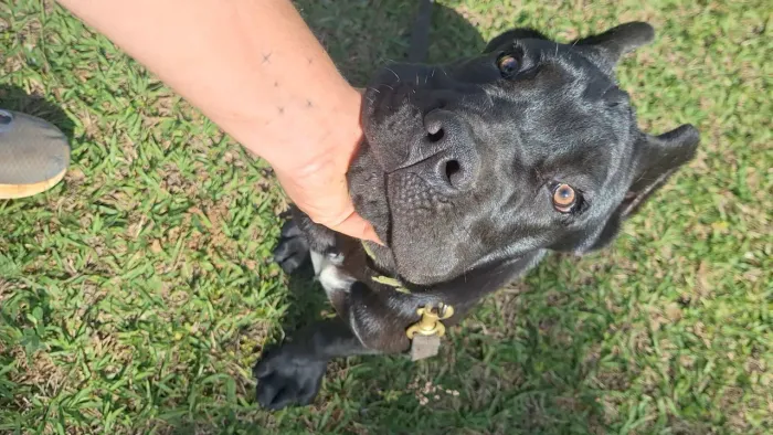 Cane corso italiano macho