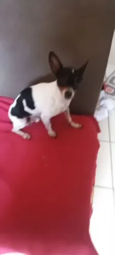 Disponível cachorro pinche macho