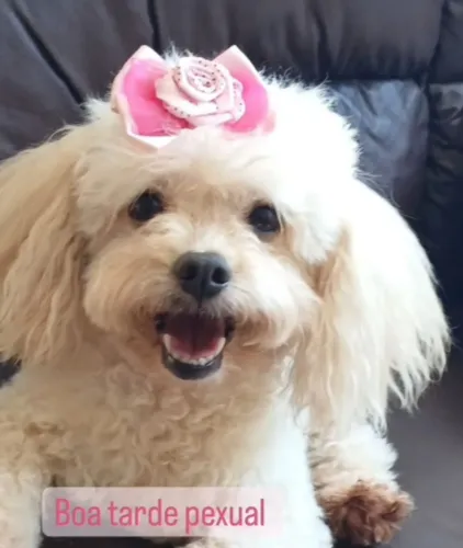 Poodle fêmea