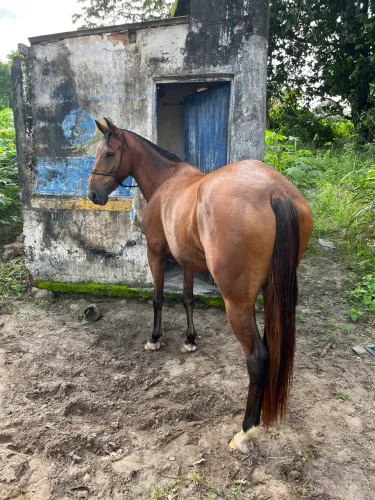 Égua mangalarga