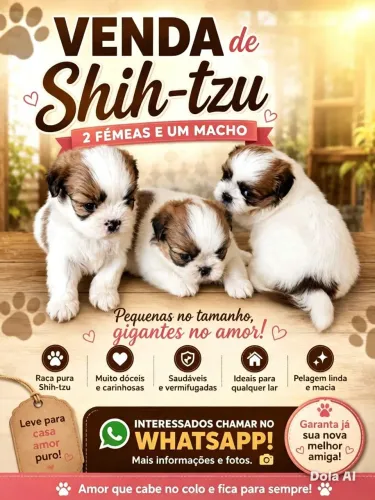 Lindos filhotes de Shih Tzu