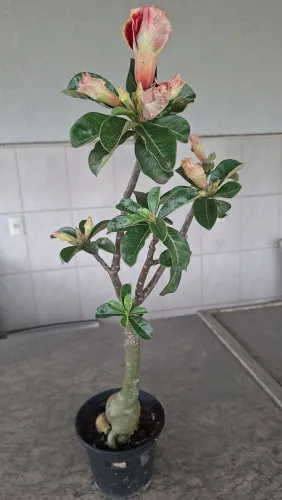 Rosa do deserto