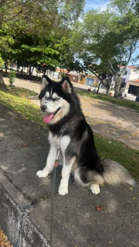 Husky procura namorada