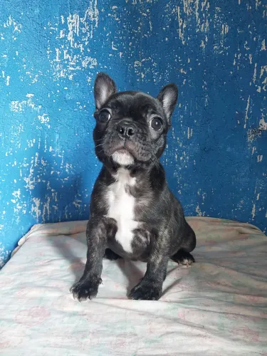 Buldogue francês FEMEA