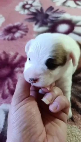 Filhotes Jack Russell Terrier