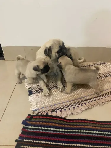 Pug Beleza e simpatia em cada detalhe