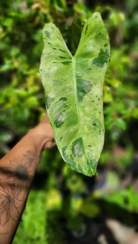 FOLHAGENS, MUDAS, PHILODENDRON PARAISO VERDE