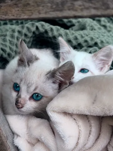 Doação de Gatinho 