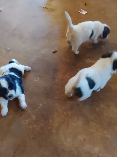 Vendo shih tzu