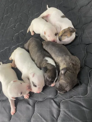 Cachorros, raça Pit monster! 
