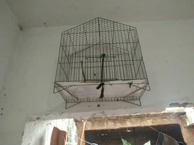 Gaiolas 