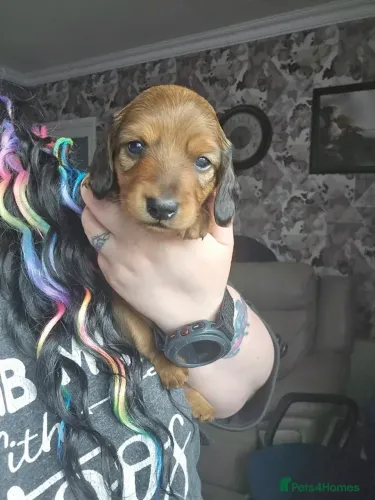 Filhote de cachorro dachshund/teckel/basset/salsicha/cofap dócil