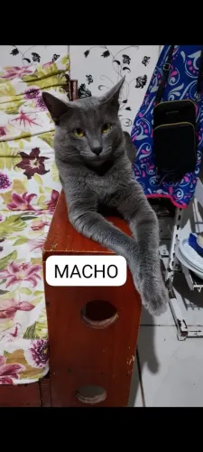 Doação de gatos 