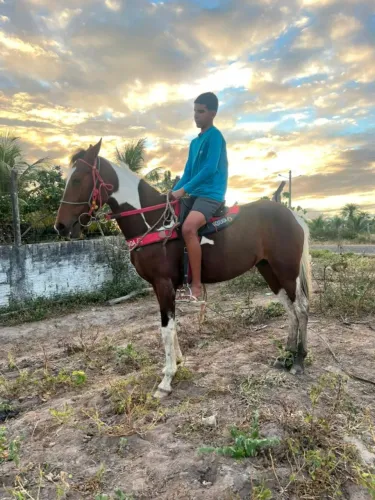 Potro em início de doma a venda !!