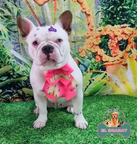 Bulldog francês Fêmea