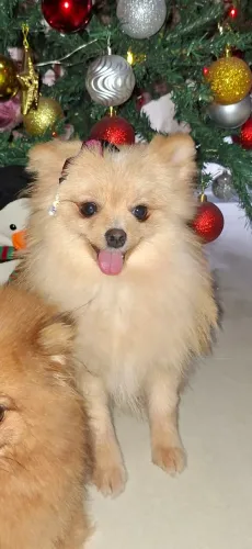casal de lulu da pomerania