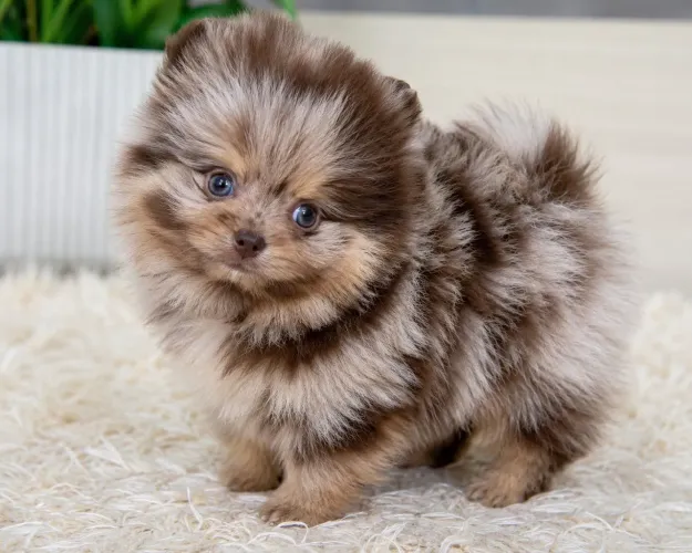 Spitz alemão choco merle fêmea e macho 