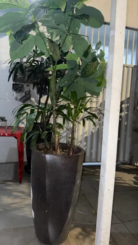 Vendo jarro grande de planta