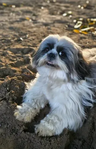DOAÇÃO RESPONSÁVEL - SHIH TZU