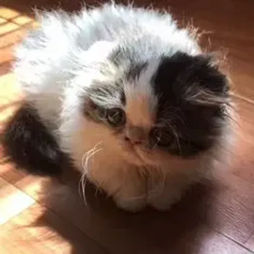 Gato Persa Companheiro