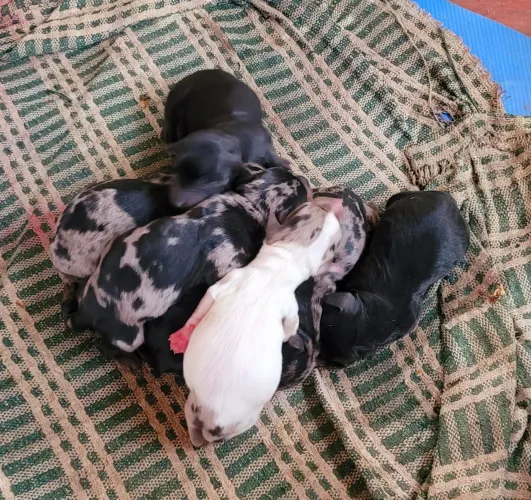 Dachshund Arlequim