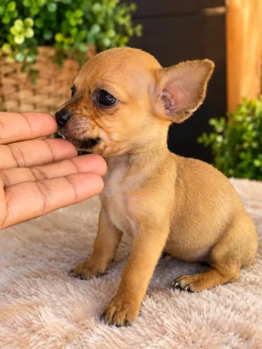 Fêmea Pinscher(pai 0 mãe 1 )