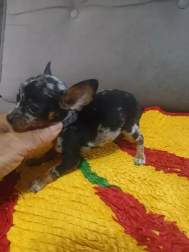 Pinscher exótico 