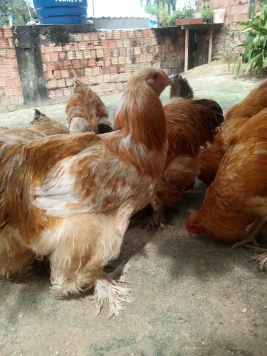 Galinha Brahma 