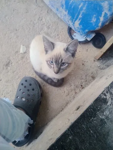 Doação de gata castrada